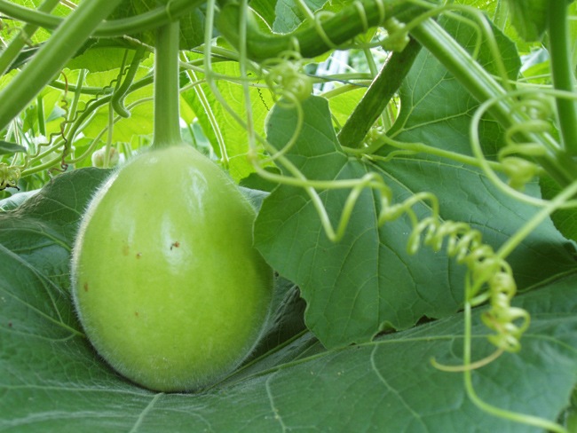 baby_ gourd2