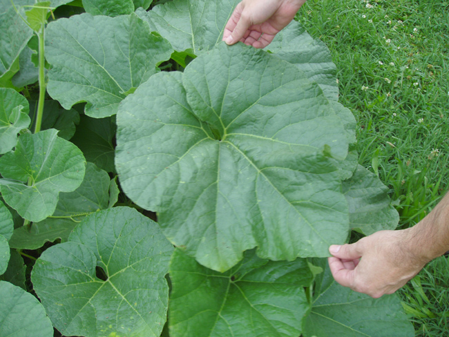gourd_leaf