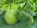 baby_ gourd2