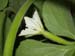 female_flower