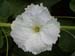 male flower top