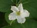 male_flower_beetle2