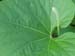male_flower_leaf