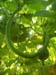 snake_curve