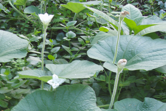 male flowers side view