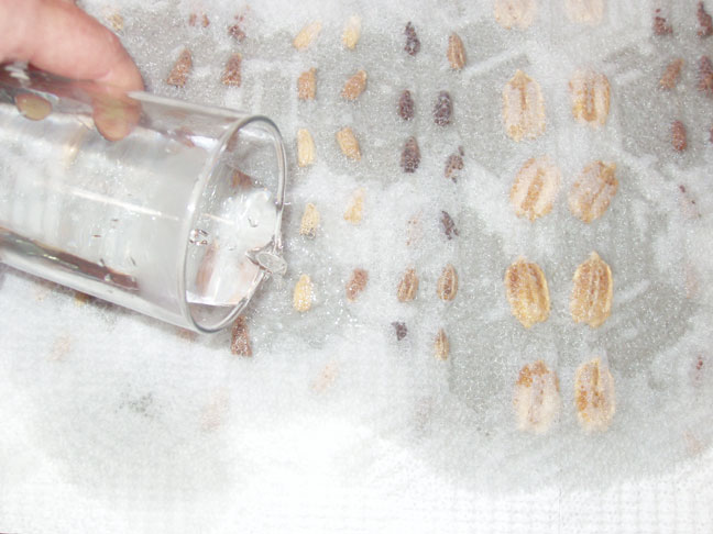 pouring water to soak seeds