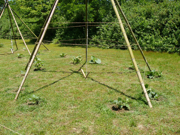 01 Teepee gourds 1st week