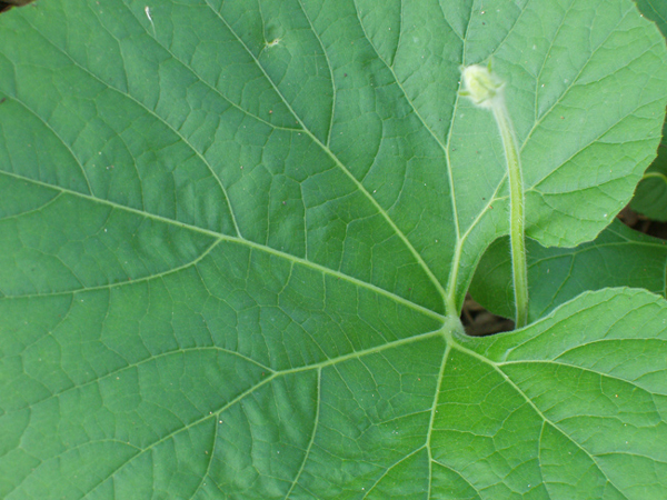 02 Male flower and leaf