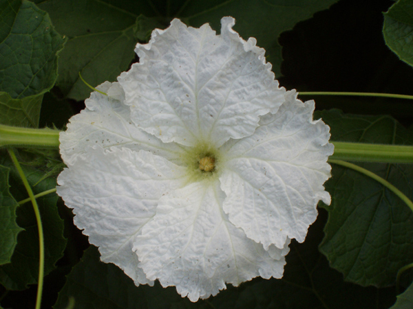 03 Male flower top view