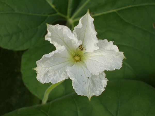 04 Male flower with Beetle
