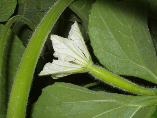 05 Female Snake gourd