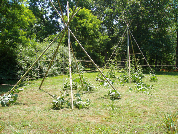 06 Teepee gourds 3rd week