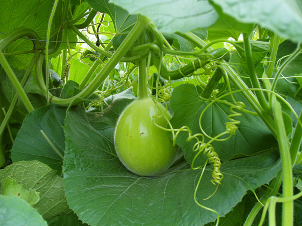08 Baby gourd