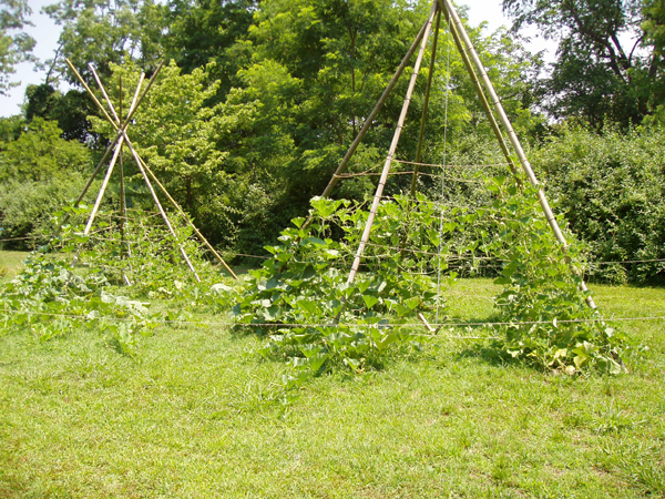 09 Teepee gourds 5th week