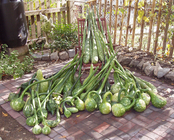 19 Gourd Harvest_pile
