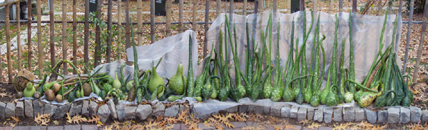 20 Gourd Harvest lineup