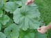 07 Gourd leaf
