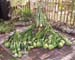 19 Gourd Harvest_pile