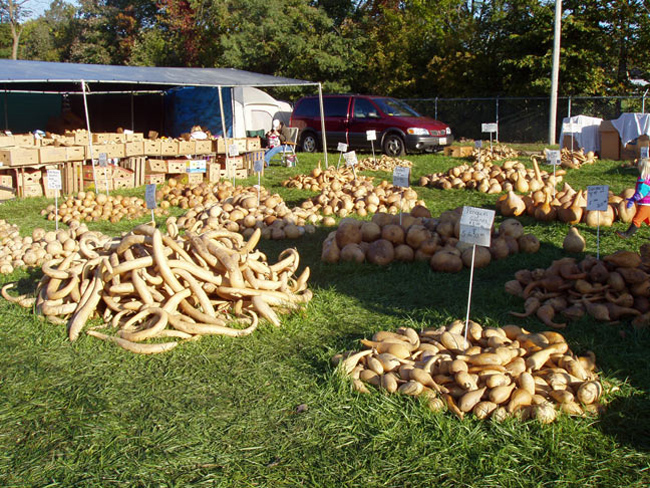 03 field of gourds 3